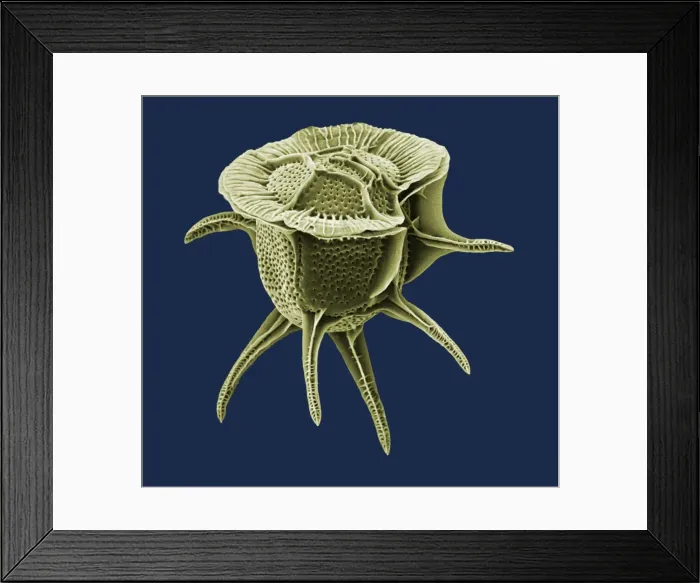 Framed Print : Picture No. 10895909 Framed Print : Picture No. 10895909