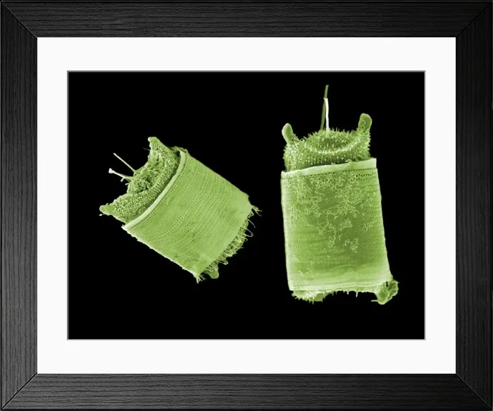 Framed Print : Picture No. 10895907 Framed Print : Picture No. 10895907