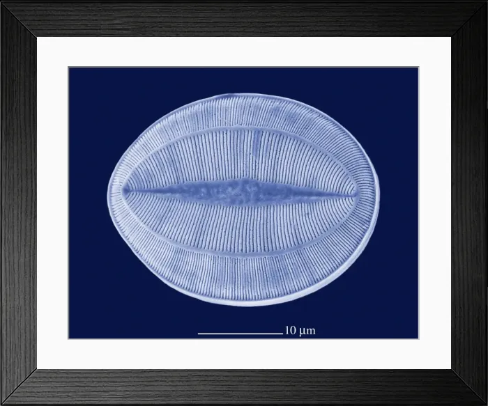 Framed Print : Picture No. 10895904 Framed Print : Picture No. 10895904