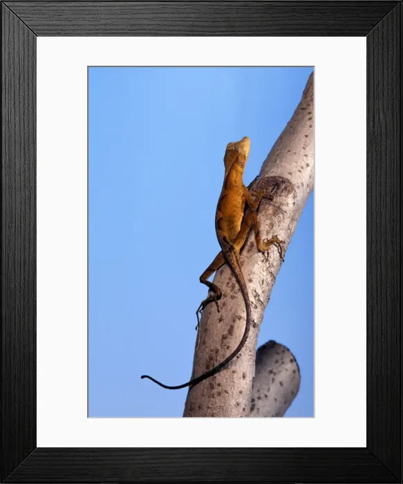 Framed Print : Picture No. 10895914 Framed Print : Picture No. 10895914