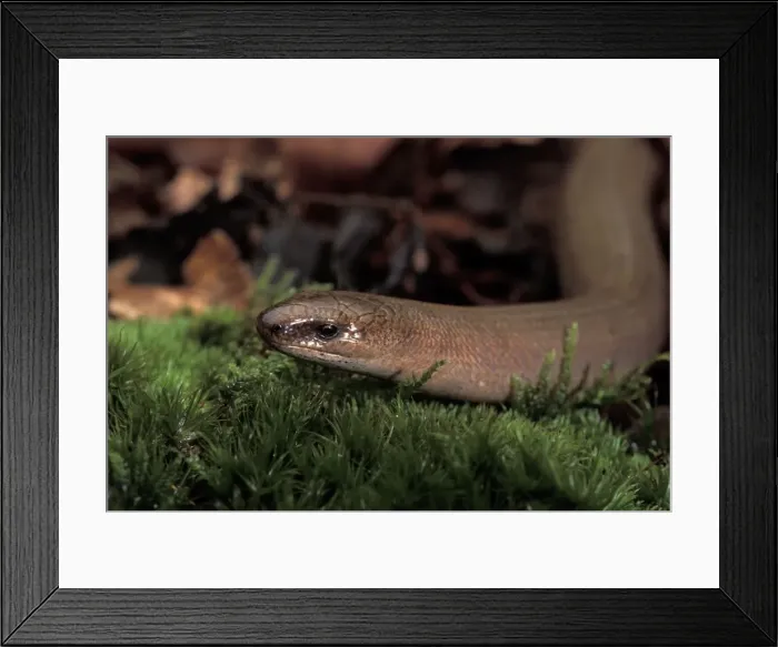 Framed Print : Picture No. 10895917 Framed Print : Picture No. 10895917
