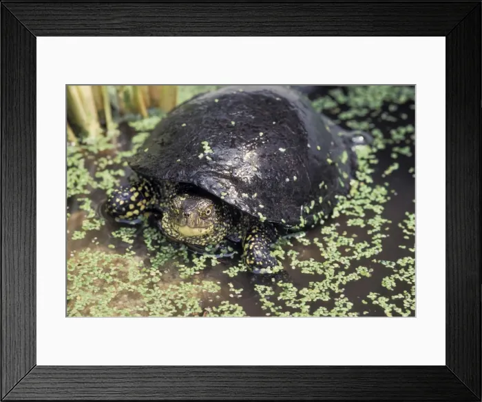 Framed Print : Picture No. 10895919 Framed Print : Picture No. 10895919