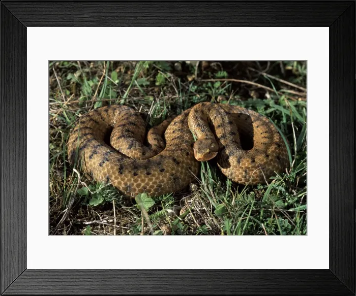 Framed Print : Picture No. 10895913 Framed Print : Picture No. 10895913