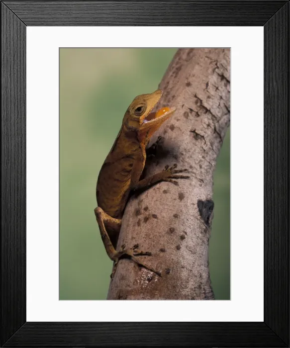 Framed Print : Picture No. 10895918