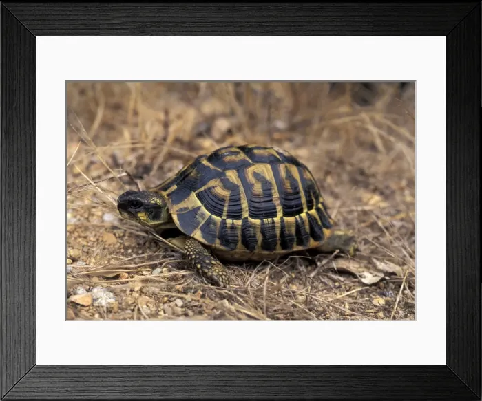 Framed Print : Picture No. 10895916 Framed Print : Picture No. 10895916