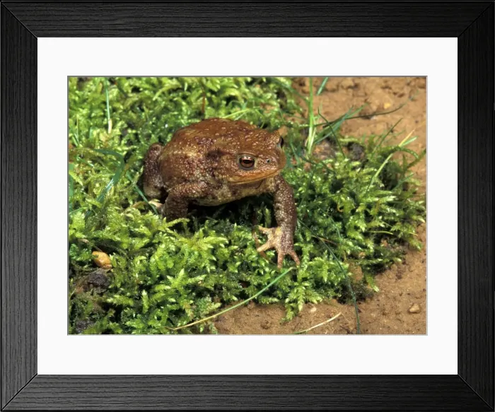 Framed Print : Picture No. 10895920 Framed Print : Picture No. 10895920