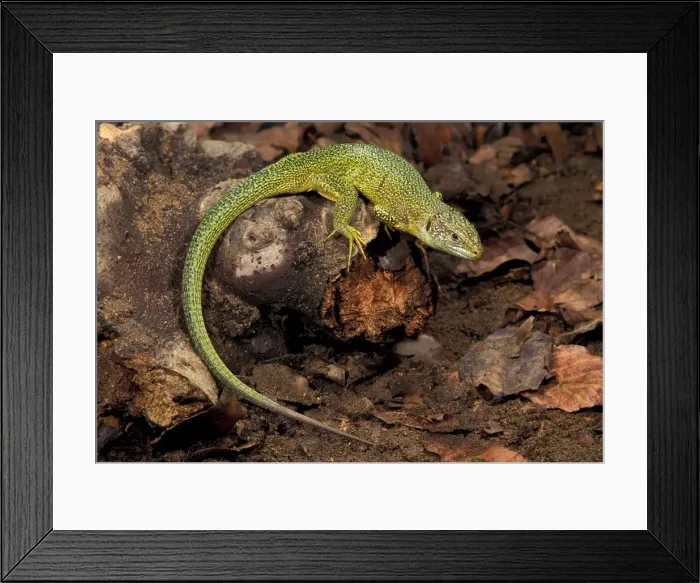 Framed Print : Picture No. 10895915 Framed Print : Picture No. 10895915
