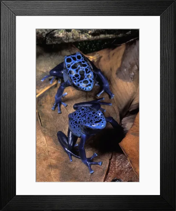 Framed Print : Picture No. 10895925 Framed Print : Picture No. 10895925