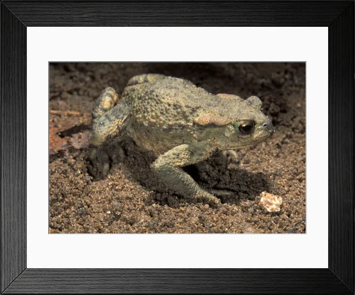 Framed Print : Picture No. 10895923 Framed Print : Picture No. 10895923