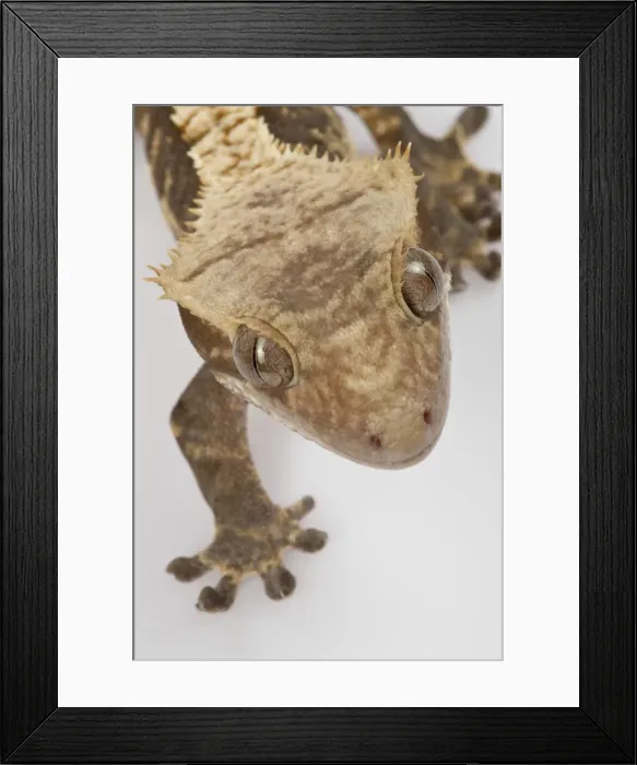 Framed Print : Picture No. 10895926 Framed Print : Picture No. 10895926