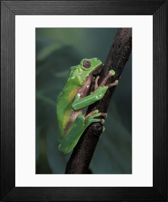 Framed Print : Picture No. 10895924 Framed Print : Picture No. 10895924