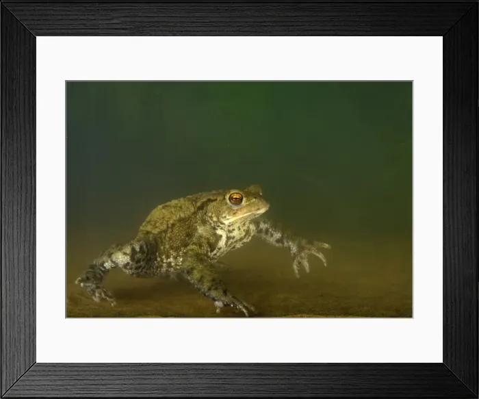 Framed Print : Picture No. 10895927