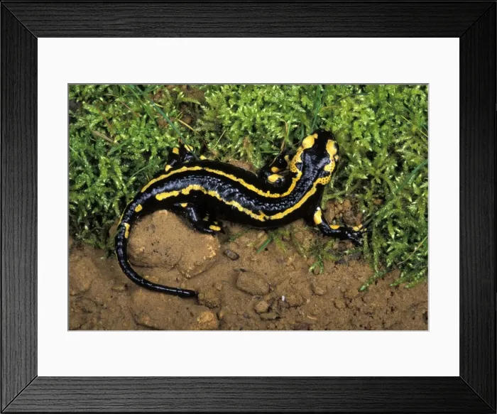 Framed Print : Picture No. 10895921 Framed Print : Picture No. 10895921
