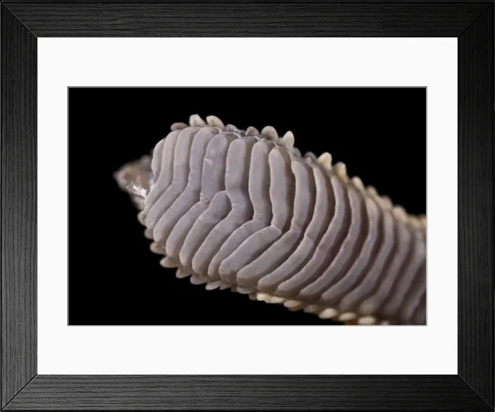 Framed Print : Picture No. 10895932 Framed Print : Picture No. 10895932
