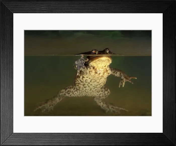 Framed Print : Picture No. 10895930 Framed Print : Picture No. 10895930