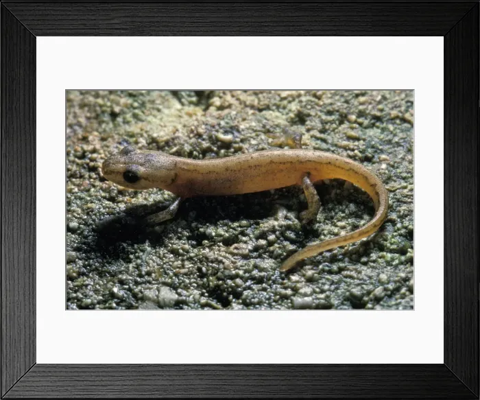 Framed Print : Picture No. 10895933 Framed Print : Picture No. 10895933
