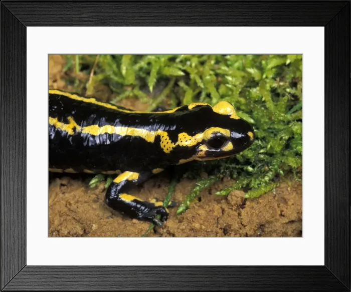 Framed Print : Picture No. 10895928 Framed Print : Picture No. 10895928