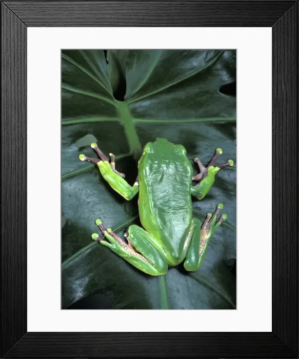 Framed Print : Picture No. 10895935 Framed Print : Picture No. 10895935