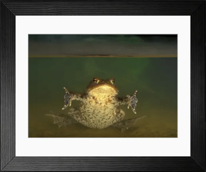 Framed Print : Picture No. 10895931