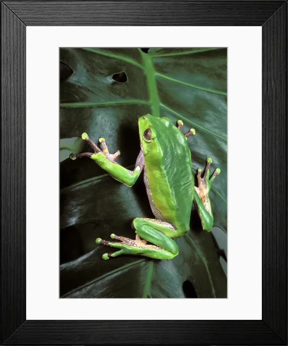 Framed Print : Picture No. 10895937 Framed Print : Picture No. 10895937