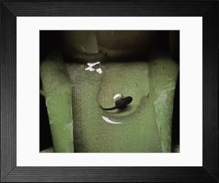 Framed Print : Picture No. 10895929 Framed Print : Picture No. 10895929