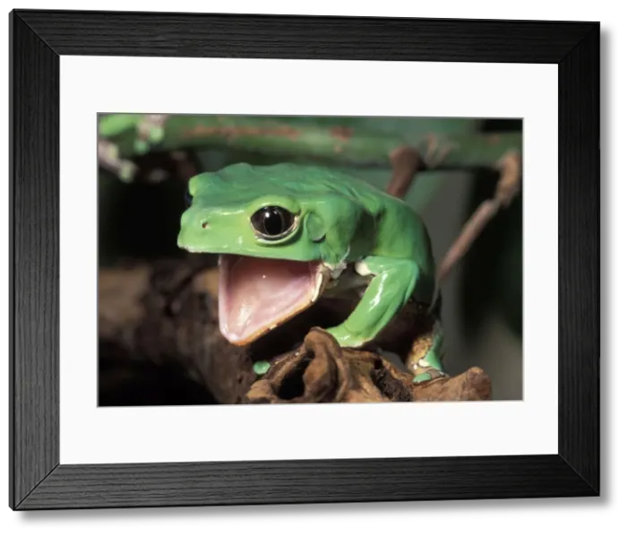 Framed Print : Picture No. 10895938 Framed Print : Picture No. 10895938