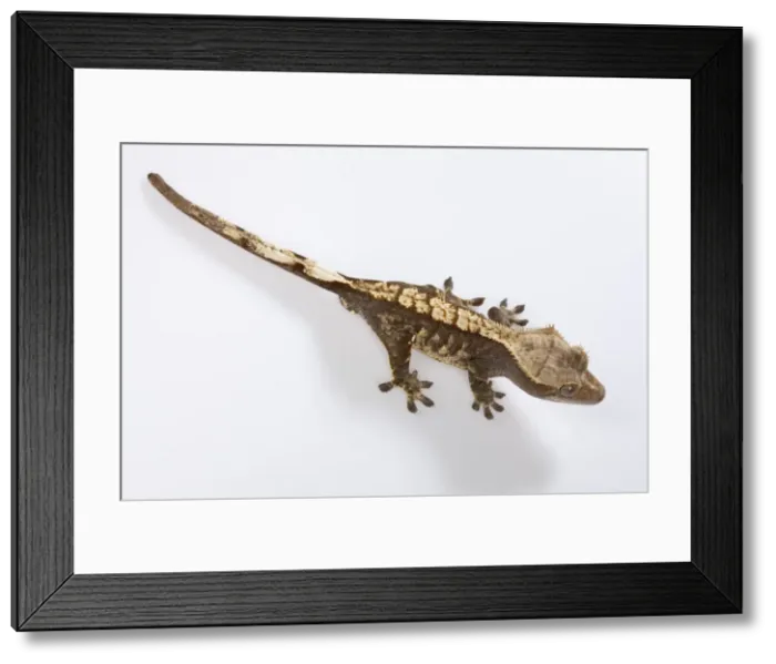 Framed Print : Picture No. 10895940 Framed Print : Picture No. 10895940