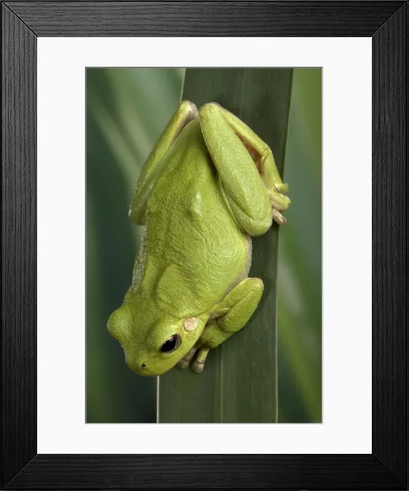 Framed Print : Picture No. 10895941
