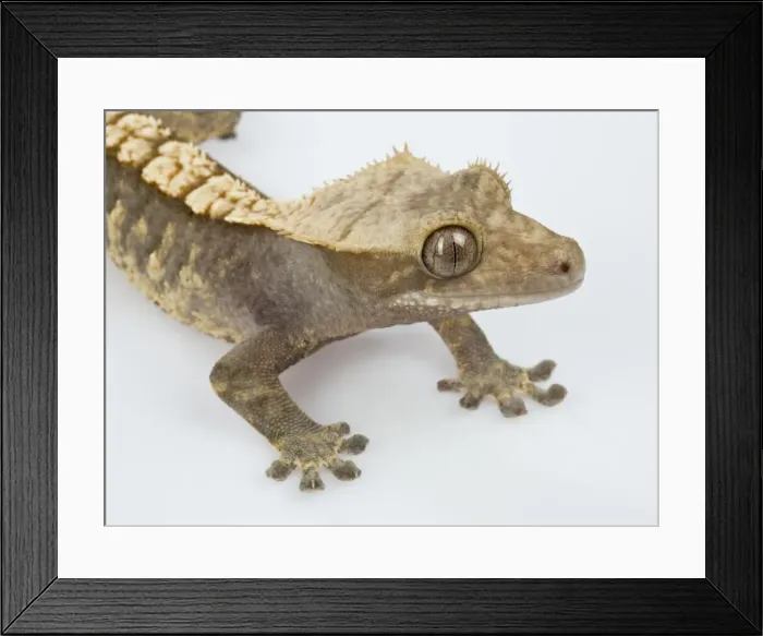 Framed Print : Picture No. 10895939 Framed Print : Picture No. 10895939