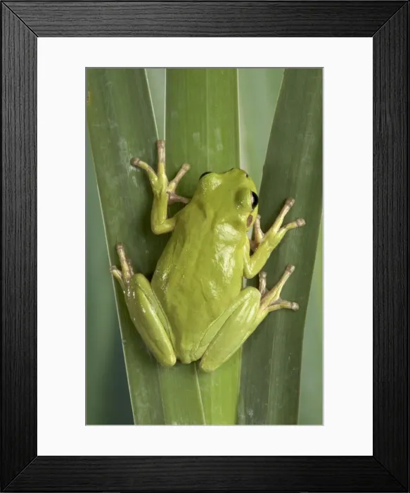 Framed Print : Picture No. 10895943 Framed Print : Picture No. 10895943
