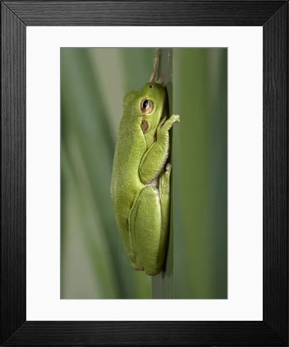 Framed Print : Picture No. 10895944 Framed Print : Picture No. 10895944