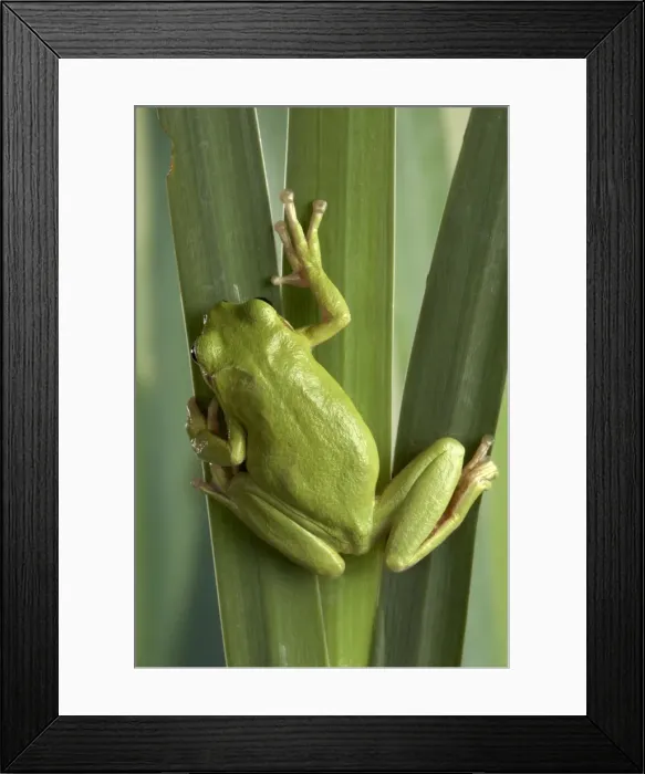 Framed Print : Picture No. 10895945