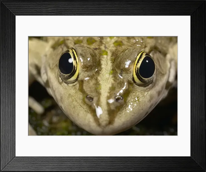 Framed Print : Picture No. 10895942 Framed Print : Picture No. 10895942