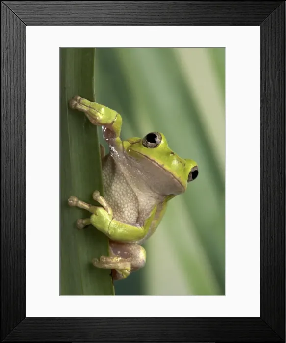Framed Print : Picture No. 10895951 Framed Print : Picture No. 10895951