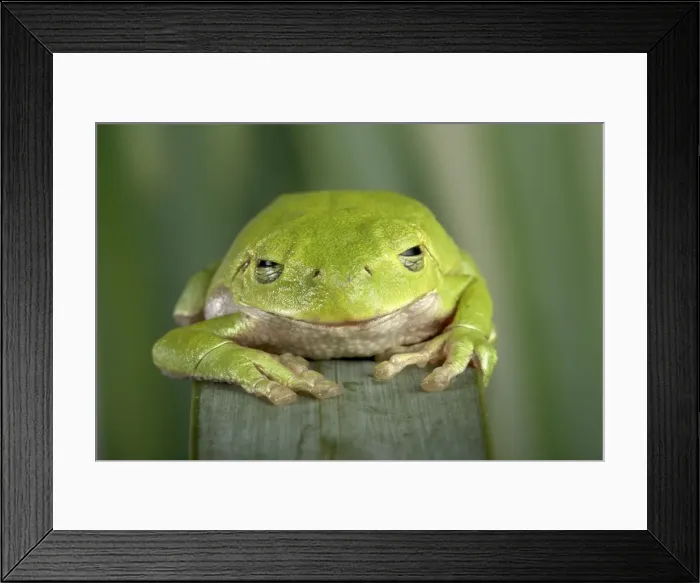 Framed Print : Picture No. 10895946