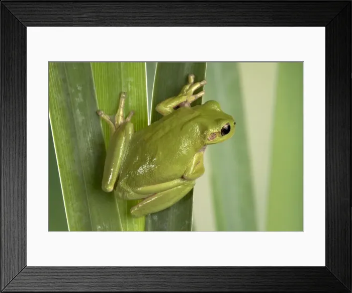 Framed Print : Picture No. 10895947 Framed Print : Picture No. 10895947