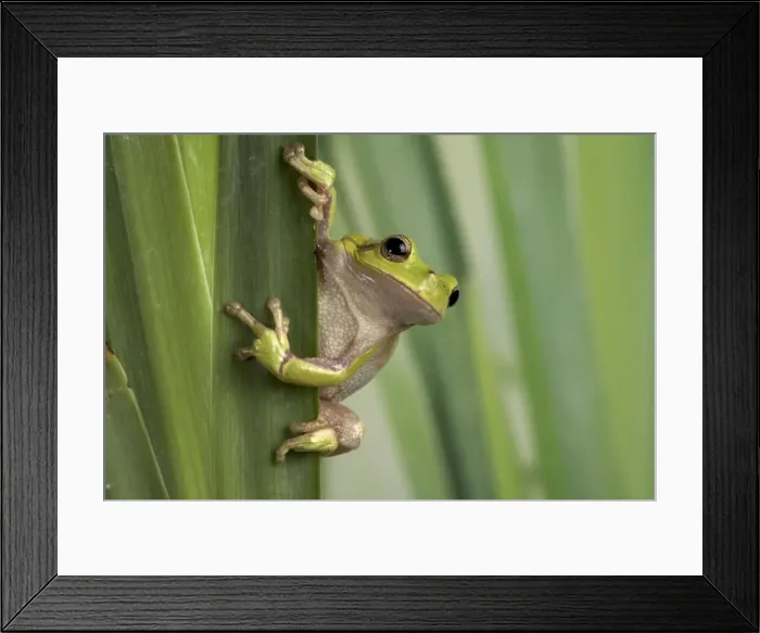 Framed Print : Picture No. 10895952 Framed Print : Picture No. 10895952