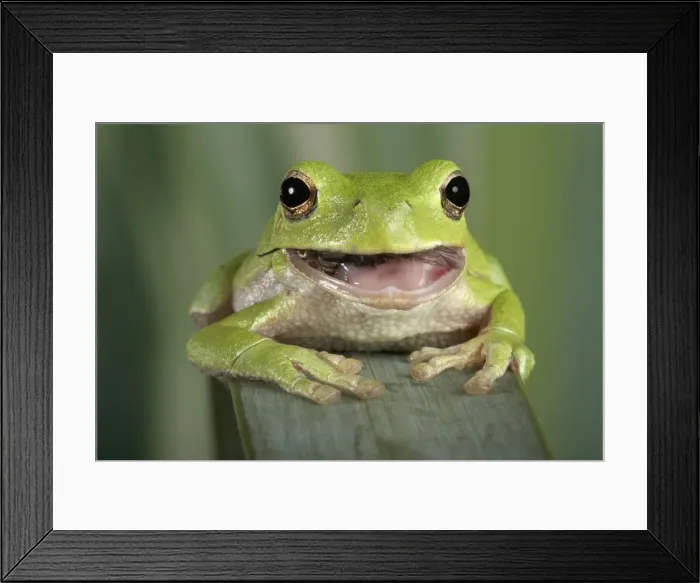 Framed Print : Picture No. 10895948 Framed Print : Picture No. 10895948