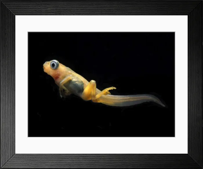 Framed Print : Picture No. 10895957 Framed Print : Picture No. 10895957