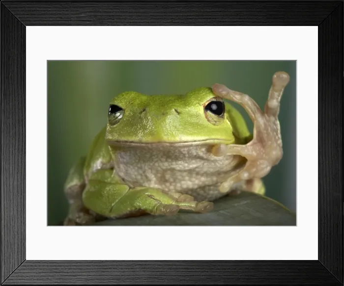 Framed Print : Picture No. 10895954 Framed Print : Picture No. 10895954