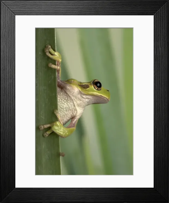 Framed Print : Picture No. 10895953 Framed Print : Picture No. 10895953