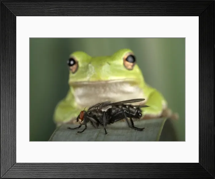 Framed Print : Picture No. 10895956 Framed Print : Picture No. 10895956