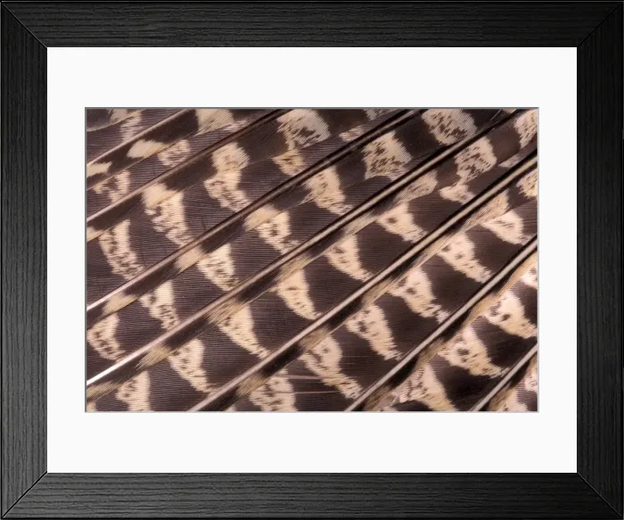 Framed Print : Picture No. 10895963 Framed Print : Picture No. 10895963