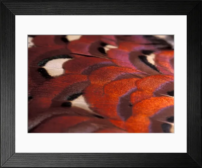 Framed Print : Picture No. 10895966 Framed Print : Picture No. 10895966