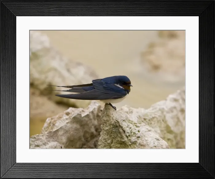 Framed Print : Picture No. 10895968 Framed Print : Picture No. 10895968