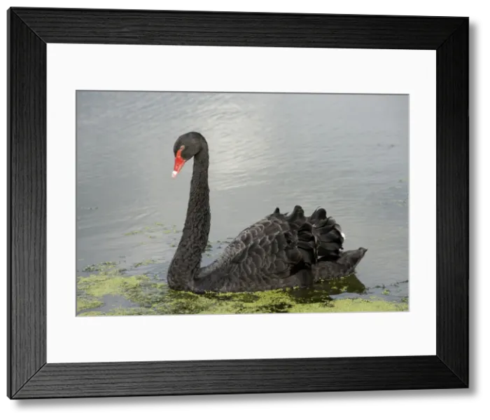 Framed Print : Picture No. 10895965 Framed Print : Picture No. 10895965