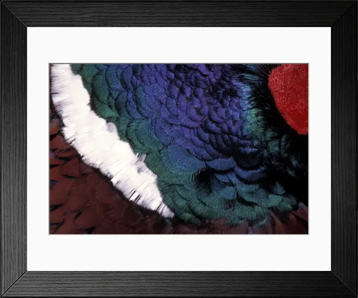 Framed Print : Picture No. 10895962 Framed Print : Picture No. 10895962