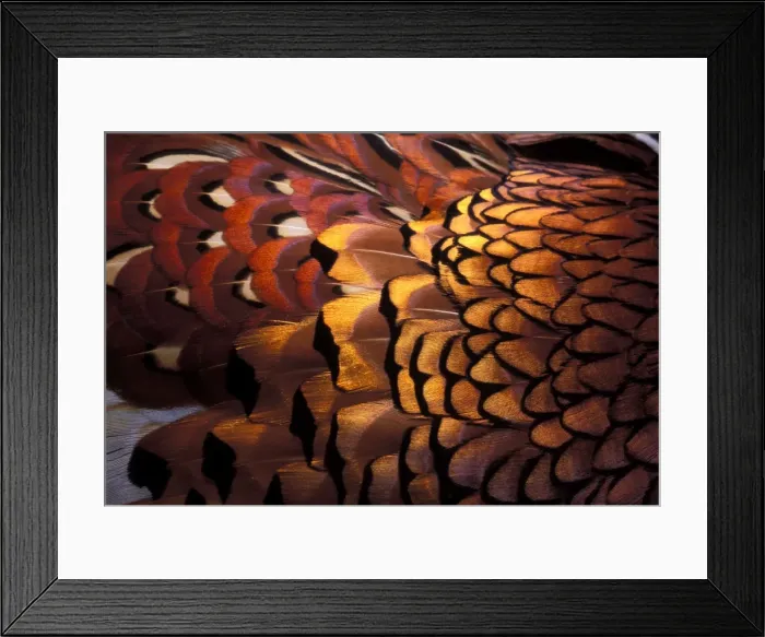 Framed Print : Picture No. 10895964 Framed Print : Picture No. 10895964