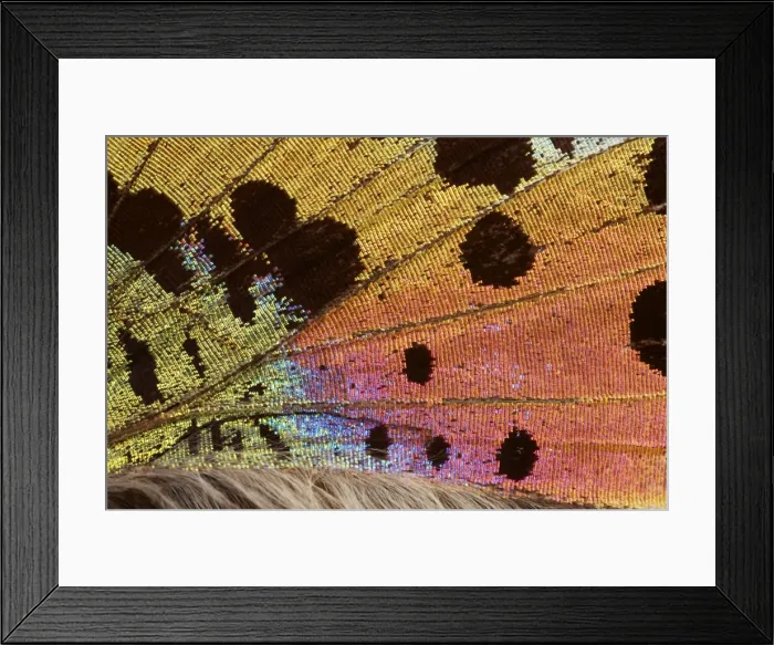 Framed Print : Picture No. 10895969 Framed Print : Picture No. 10895969