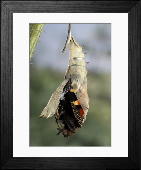 Framed Print : Picture No. 10895971 Framed Print : Picture No. 10895971